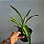 Oncidium Sharry baby (Orquídea chocolate) Muda Adulta - Imagem 3