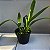 Oncidium Sharry baby (Orquídea chocolate) Muda Adulta - Imagem 4