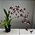 Oncidium Sharry baby (Orquídea chocolate) Muda Adulta - Imagem 7