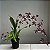 Oncidium Sharry baby (Orquídea chocolate) Muda Adulta - Imagem 6