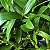 Kit 5 Mudas Dendrobium nobile - Imagem 6