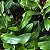 Kit 5 Mudas Dendrobium nobile - Imagem 7