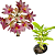 Dendrobium usitae - Imagem 1
