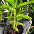 Dendrobium usitae - Imagem 7