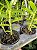 Dendrobium usitae - Imagem 9