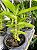 Dendrobium usitae - Imagem 8