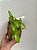 Dendrobium usitae - Imagem 5