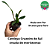 Cattleya Cruzeiro do Sul - Imagem 2