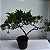 Folhagem Bonsai Shimpaku Itoigawa com 4 anos - Imagem 4