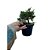 Folhagem Bonsai Shimpaku Itoigawa com 4 anos - Imagem 1