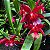 Oncidium Warm Memories “Wild Fire” (Wilsonara)-sem flor - Imagem 3