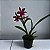 Oncidium Warm Memories “Wild Fire” (Wilsonara)-sem flor - Imagem 4