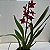 Oncidium Warm Memories “Wild Fire” (Wilsonara)-sem flor - Imagem 2