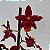 Oncidium Warm Memories “Wild Fire” (Wilsonara)-sem flor - Imagem 1