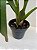 Colmanara orquidea sem flor - Imagem 5