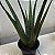 Suculenta Babosa (Aloe vera) - Imagem 3