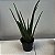 Suculenta Babosa (Aloe vera) - Imagem 1