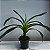 Angraecum eburneum (Orquídea cometa) - Imagem 2