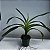 Angraecum eburneum (Orquídea cometa) - Imagem 4