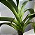 Angraecum eburneum (Orquídea cometa) - Imagem 5