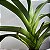 Angraecum eburneum (Orquídea cometa) - Imagem 6