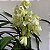Cymbidium branco (muda sem flor) - Imagem 1