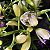 Cymbidium branco (muda sem flor) - Imagem 3
