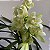 Cymbidium branco (muda sem flor) - Imagem 4
