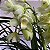 Cymbidium branco (muda sem flor) - Imagem 5