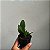 Acianthera saurocephala (Pleurothallis) - Imagem 2