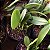 Acianthera saurocephala (Pleurothallis) - Imagem 3
