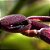 Acianthera saurocephala (Pleurothallis) - Imagem 4