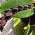 Acianthera saurocephala (Pleurothallis) - Imagem 1
