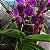 Vanda Chocolate Brown Orquídea Aérea - Imagem 1
