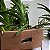Vanda Chocolate Brown Orquídea Aérea - Imagem 3