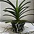 Vanda Chocolate Brown Orquídea Aérea - Imagem 11
