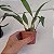 Kit 3 Espécies Bifrenaria (tyrianthina, aureofulva e harrisoniae x wittigii) - Imagem 2