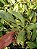 Kit 3 Espécies Bifrenaria (tyrianthina, aureofulva e harrisoniae x wittigii) - Imagem 9