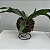 Kokedama de Chifre-de-Veado (Platycerium bifurcatum) - Imagem 8