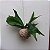 Kokedama de Chifre-de-Veado (Platycerium bifurcatum) - Imagem 2
