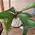 Kokedama de Chifre-de-Veado (Platycerium bifurcatum) - Imagem 7