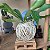 Kokedama de Chifre-de-Veado (Platycerium bifurcatum) - Imagem 6