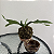 Kokedama de Chifre-de-Veado (Platycerium bifurcatum) - Imagem 9