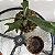 Kokedama de Chifre-de-Veado (Platycerium bifurcatum) - Imagem 10