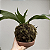 Kokedama de Chifre-de-Veado (Platycerium bifurcatum) - Imagem 11