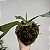 Kokedama de Chifre-de-Veado (Platycerium bifurcatum) - Imagem 3