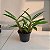 Kit 5 Orquídeas Dendrobium: fimbriatum, nobile, cryzotoxum, thyrsiflorum e densiflorum. - Imagem 4