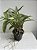 Kit 5 Orquídeas Dendrobium: fimbriatum, nobile, cryzotoxum, thyrsiflorum e densiflorum. - Imagem 8