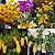 Kit 5 Orquídeas Dendrobium: fimbriatum, nobile, cryzotoxum, thyrsiflorum e densiflorum. - Imagem 1