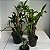 Kit 5 Orquídeas Dendrobium: fimbriatum, nobile, cryzotoxum, thyrsiflorum e densiflorum. - Imagem 2